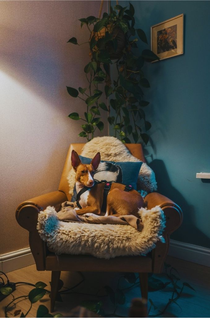 Wohnszene mit Hund in Heidelberg-Bergheim – medizinische Versorgung und haushaltsnahe Dienstleistungen im urbanen Umfeld