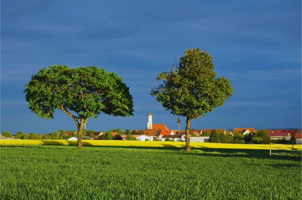 Zwei grüne Bäume auf Wiese vor Dorf mit Kirche und roten Dächern unter blauem Himmel – ländliche Idylle in Deutschland