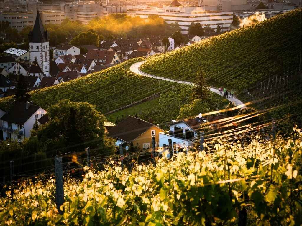Weinberg mit Blick auf Ziegelhausen – regionale Versorgung und diskrete Dienstleistungen im Heidelberger Stadtteil Ziegelhausen
