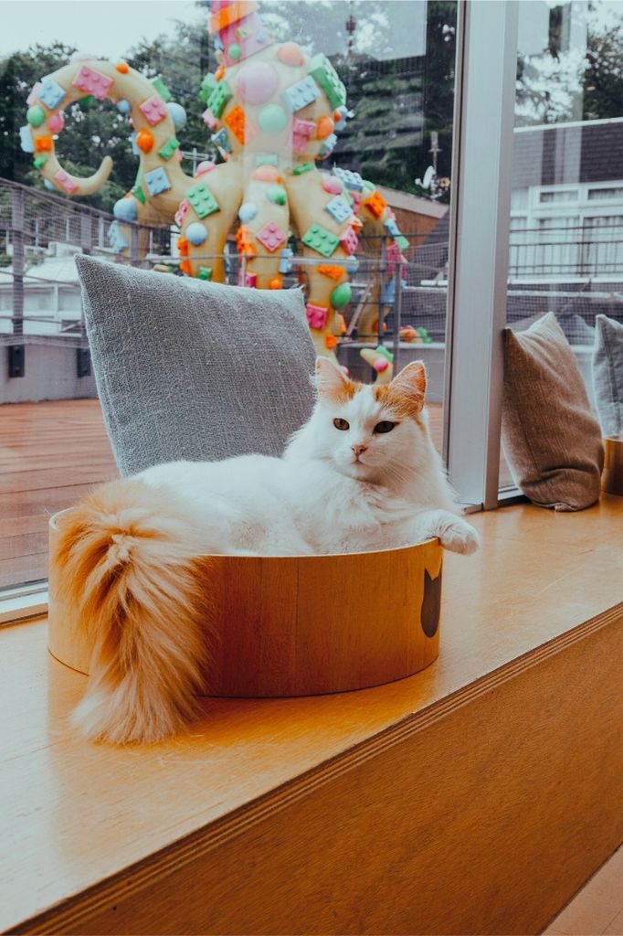 Weiß-orangefarbene Katze liegt entspannt in einer runden Holzschale vor einem Fenster – Symbol für Ruhe, Geborgenheit und tierfreundliches Wohnambiente.