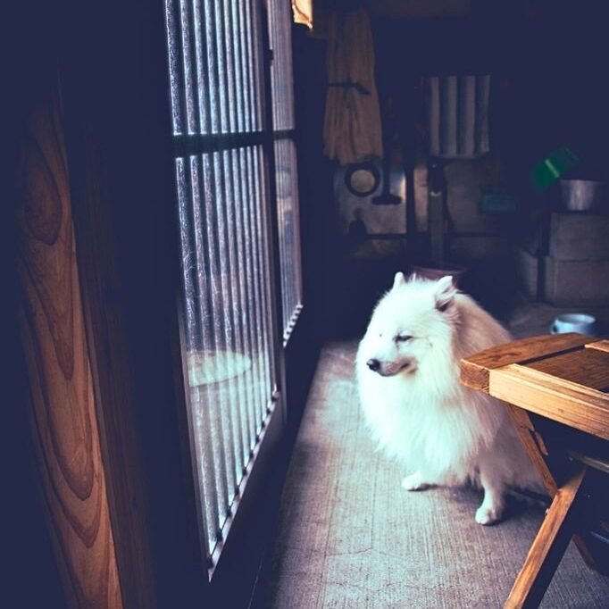 Pfaffengrund Wohnszene mit Hund in Heidelberg-Pfaffengrund – haushaltsnahe Versorgung und medizinische Dienstleistungen im familiären Umfeld