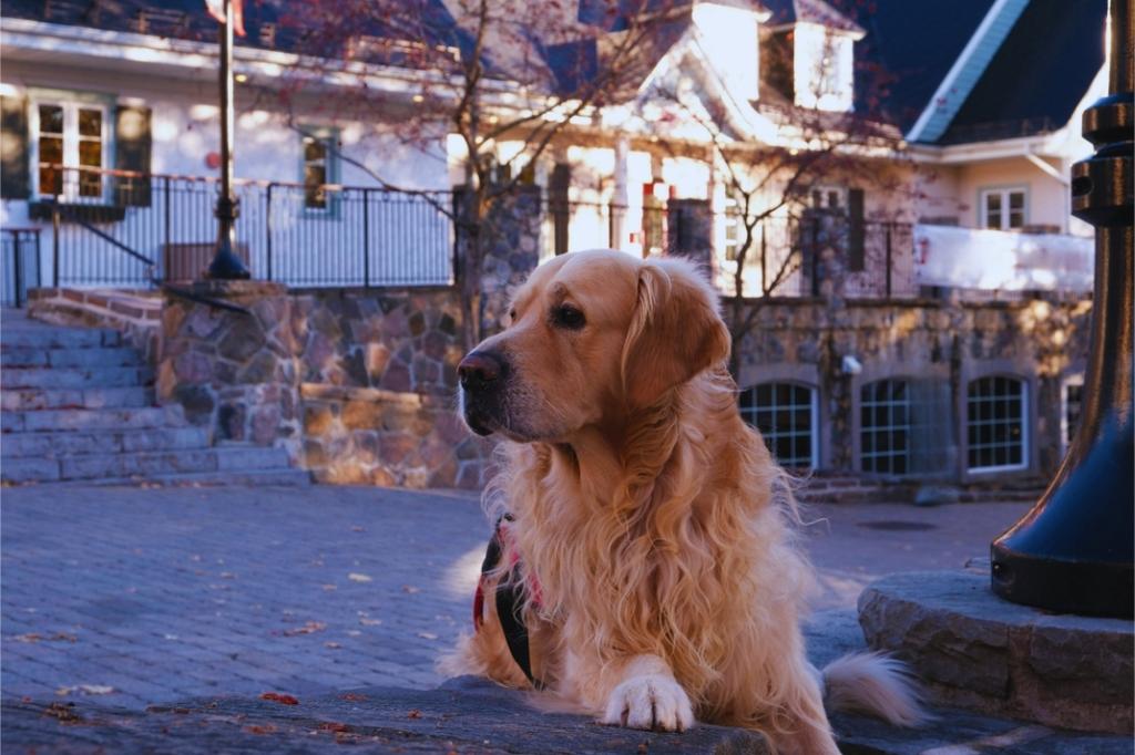 Golden Retriever mit langem Fell sitzt ruhig vor einer Steinmauer in winterlicher Umgebung – Symbol für Ruhe, Vertrauen und tierfreundliche Atmosphäre.