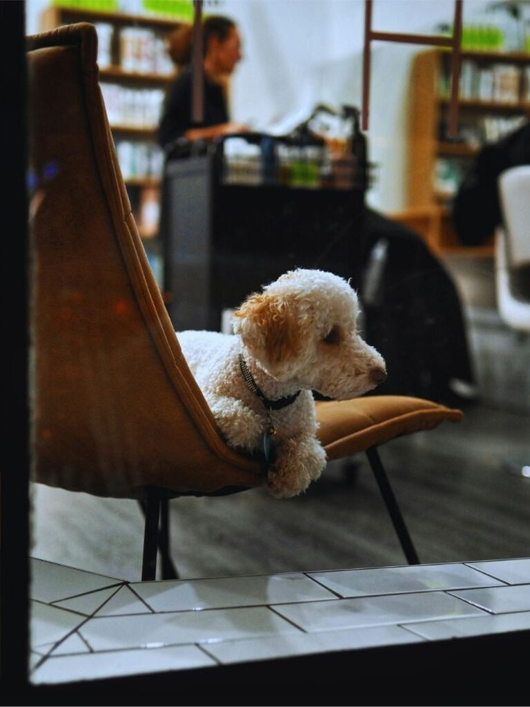 Wieblingen Kleiner weißer Hund mit lockigem Fell sitzt entspannt auf einem modernen Stuhl in bibliotheksähnlicher Umgebung – Symbol für Ruhe, Tierfreundlichkeit und gepflegte Innenräume.