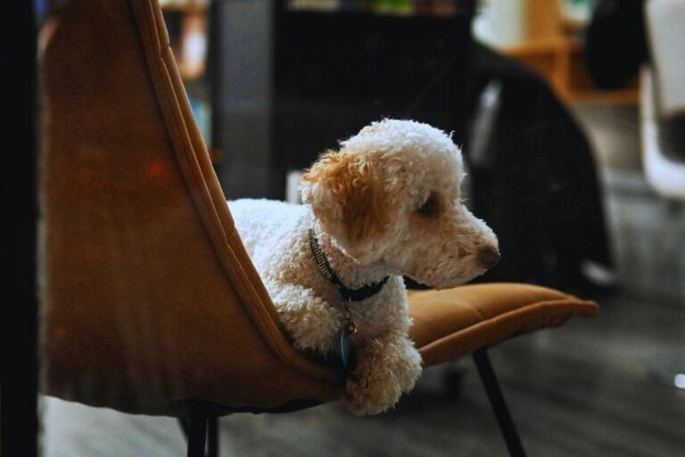 Kleiner weißer Hund mit lockigem Fell sitzt entspannt auf einem modernen Stuhl in bibliotheksähnlicher Umgebung – Symbol für Ruhe, Tierfreundlichkeit und gepflegte Innenräume.