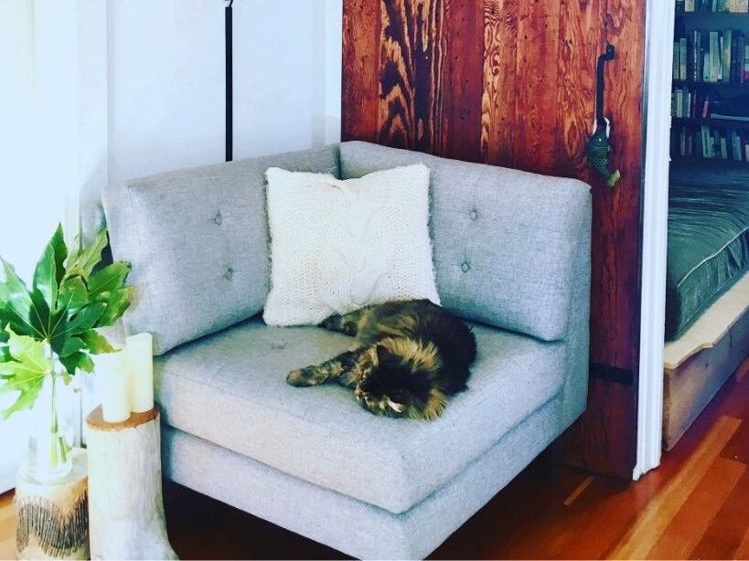 Heidelberg Zusammengerollte Katze auf einem grauen Sofa mit weißem Kissen und hellem Holzboden; ein stilles, gemütliches Wohnambiente mit weichem Tageslicht.“