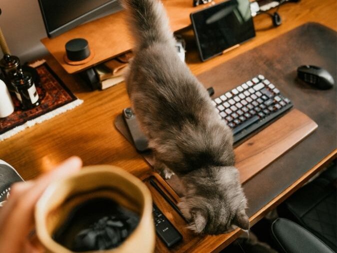 Lacidem Graue Katze läuft über einen Homeoffice‑Schreibtisch mit Monitor und Kaffeetasse – authentische Szene aus dem tierfreundlichen Arbeitsalltag.